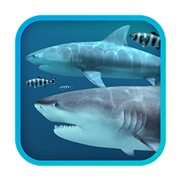 Sharks 3D